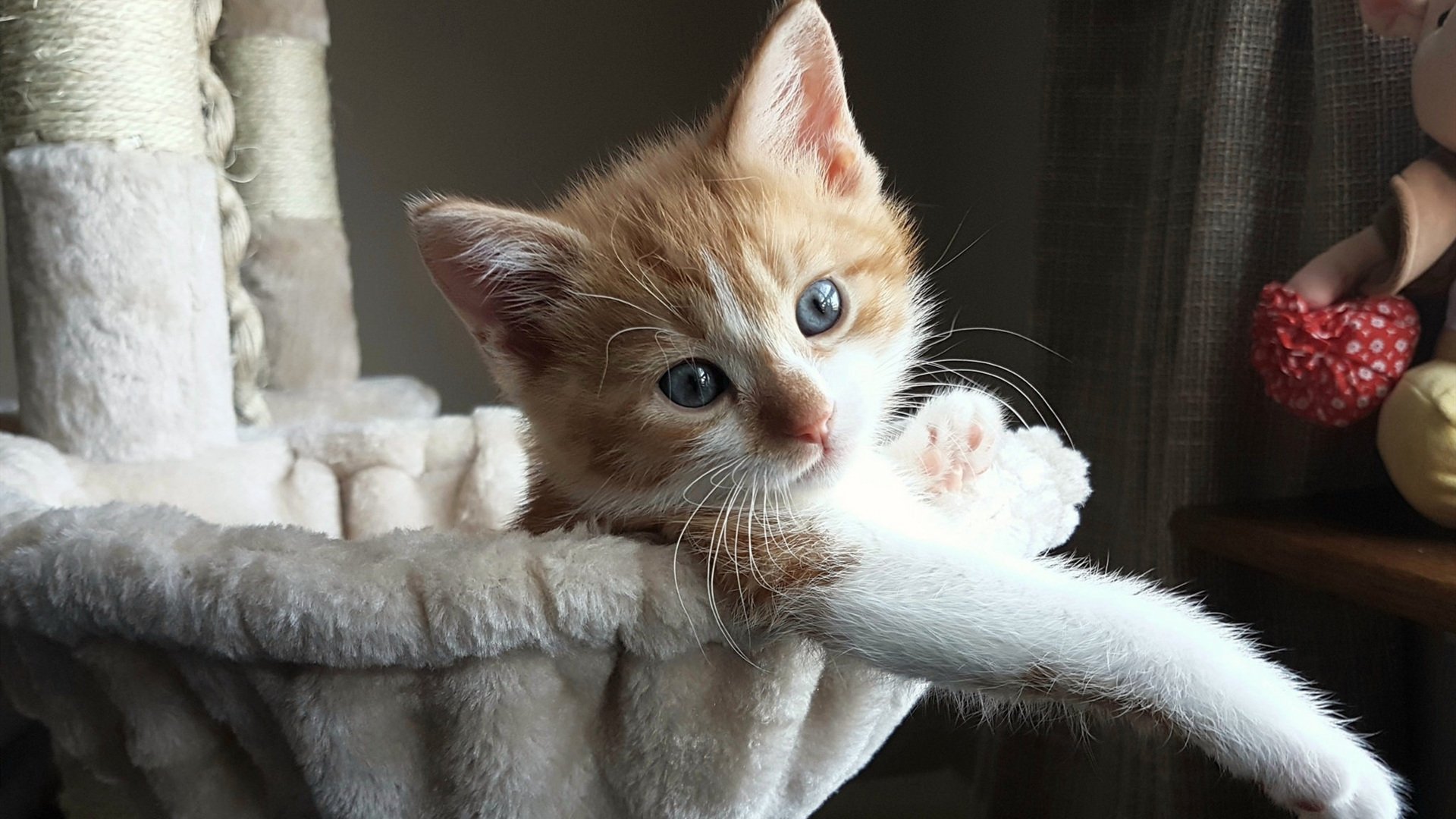 开云体育中国-鹈鹕终结热火连胜，布克关键战不手软